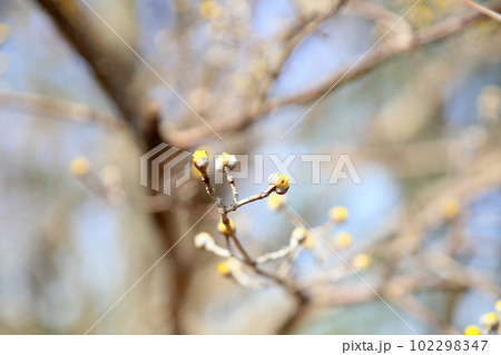 サンシュユの蕾　ふくらむ 102298347