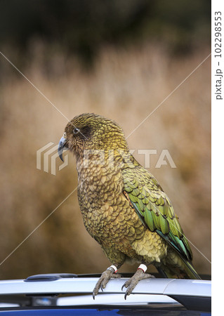 kea bird perching on tourist car roof at tourist attaction point  southland new zealand 102298553
