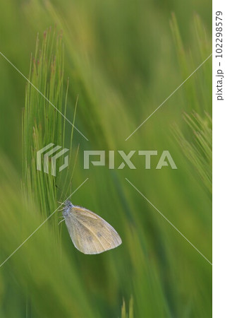 もち麦 もち麦 102298579