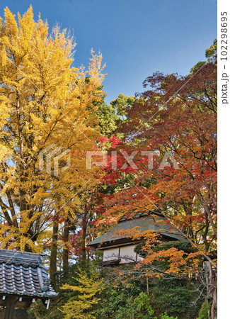 大阪府富田林楠妣庵観音寺の紅葉 大阪府富田林楠妣庵観音寺の紅葉 102298695