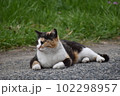 くつろぐ猫 102298957