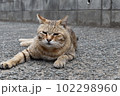 眠い猫 102298960