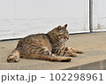 考える猫 102298961