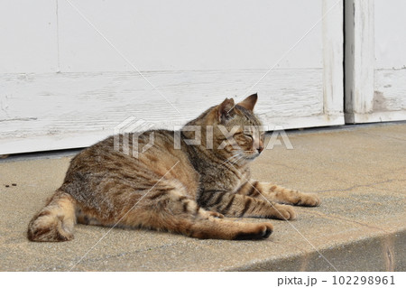 考える猫 102298961