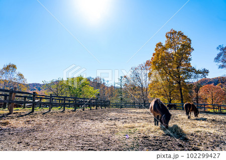 長野県木曽町　紅葉の開田高原の木曽馬の里で草を喰む木曽馬 102299427