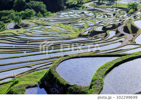 田植え前の丸山千枚田 田植え前の丸山千枚田 102299699