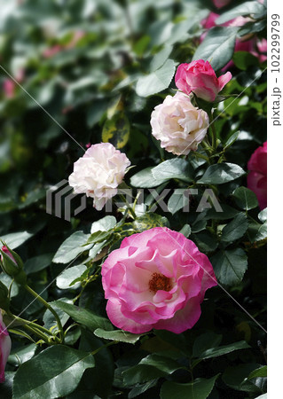 ピンクと白のバラの花 ピンクと白のバラの花 102299799