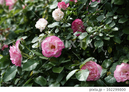 ピンクと白のバラの花 ピンクと白のバラの花 102299800