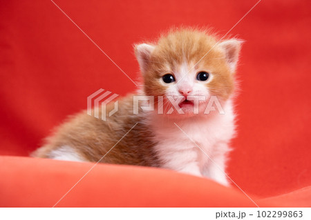 スコティッシュフォールドの子猫 102299863