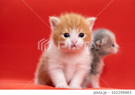 2匹のスコティッシュフォールドの子猫 102299865