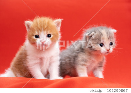 2匹のスコティッシュフォールドの子猫 102299867