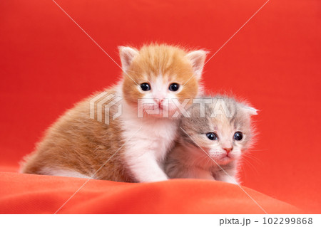 2匹のスコティッシュフォールドの子猫 2匹のスコティッシュフォールドの子猫 102299868