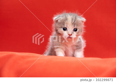 スコティッシュフォールドの子猫 102299871