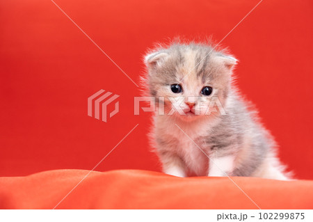 スコティッシュフォールドの子猫 102299875