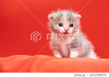 スコティッシュフォールドの子猫 102299876