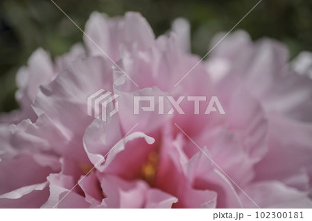 背景素材 鮮かな牡丹の花びら 背景素材 鮮かな牡丹の花びら 102300181