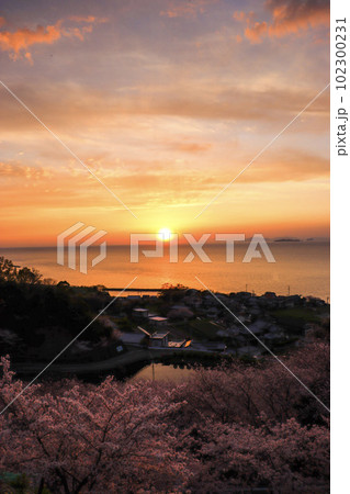 伊予市双海の夕日と海と桜の風景 伊予市双海の夕日と海と桜の風景 102300231