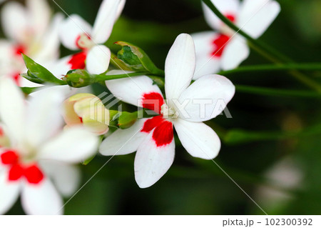 和風な趣の白とピンクの地色に赤の差し色が入ったヒメヒオウギの花群(屋外マクロ接写写真) 和風な趣の白とピンクの地色に赤の差し色が入ったヒメヒオウギの花群(屋外マクロ接写写真) 102300392