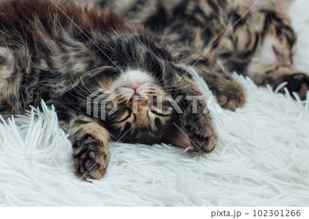 Cute dark grey charcoal long-haired bengal kitten laying on a furry blanket. Cute dark grey charcoal long-haired bengal kitten laying on a furry blanket. 102301266