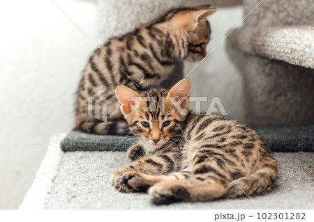Cute bengal kitten laying on a soft cat's shelf of a cat's house. 102301282