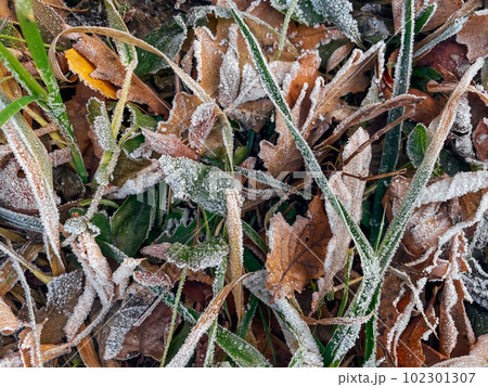 Frozen leaves on a ground. Brown, green and yellow fallen leaves covered with a hoar. 102301307
