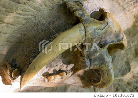 A part of the skull with teeth of a saber-toothed tiger (Smilodon) A part of the skull with teeth of a saber-toothed tiger (Smilodon) 102301672