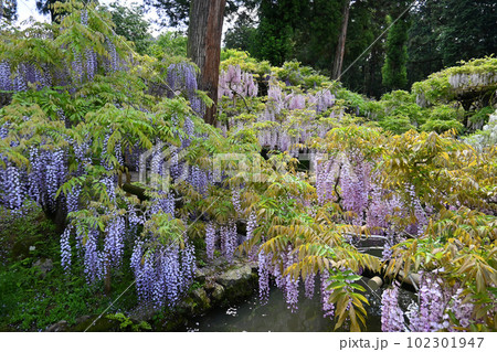 春の奈良市春日大社 萬葉植物園の藤の園 春の奈良市春日大社 萬葉植物園の藤の園 102301947
