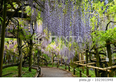 4月の奈良市春日大社 萬葉植物園の藤の園 4月の奈良市春日大社 萬葉植物園の藤の園 102301948