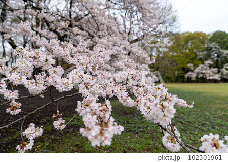 2023年の公園の桜 102301961