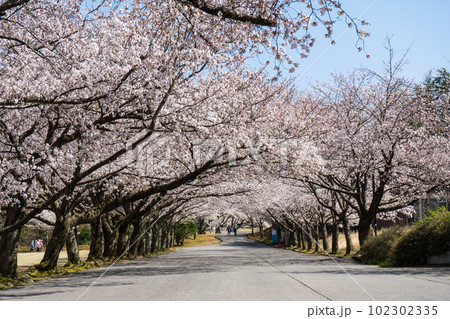 青空と満開の桜並木｜桜トンネル｜加賀市中央公園｜石川県加賀市 102302335