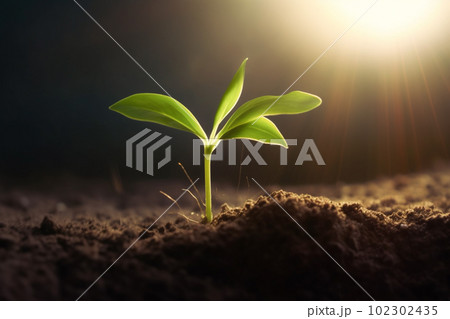 新芽 若木 朝日 希望 エコロジー 農業 102302435