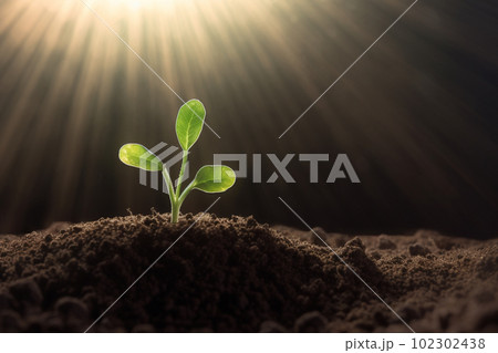 新芽 若木 朝日 希望 エコロジー 農業 102302438