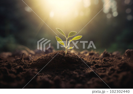 新芽 若木 朝日 希望 エコロジー 農業 102302440