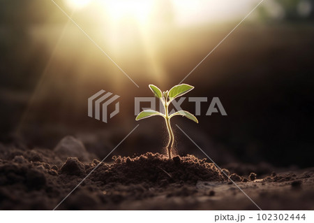 新芽 若木 朝日 希望 エコロジー 農業 102302444