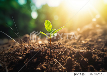 新芽 若木 朝日 希望 エコロジー 農業 新芽 若木 朝日 希望 エコロジー 農業 102302445