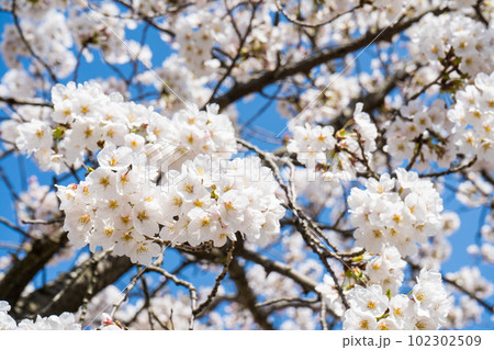 青空ときれいに美しく咲いた満開のソメイヨシノ｜桜イメージ｜春｜4月