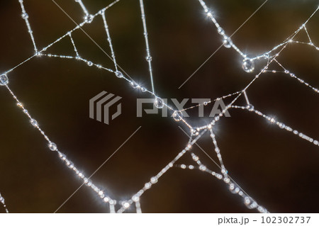 Cobwebs with drops after the morning rain. Cobwebs with drops after the morning rain. 102302737