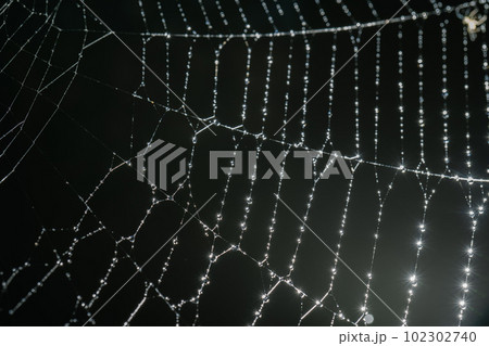 Cobwebs with drops after the morning rain. Cobwebs with drops after the morning rain. 102302740