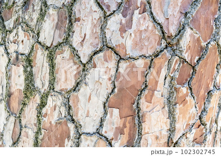 Natural background with the texture of the bark of a real tree. Natural background with the texture of the bark of a real tree. 102302745