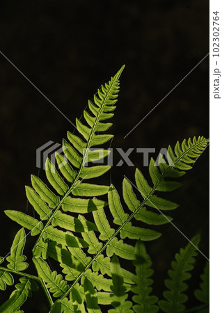 Polypodium glycyrrhiza. A beautiful sample of leaf. Polypodium glycyrrhiza. A beautiful sample of leaf. 102302764