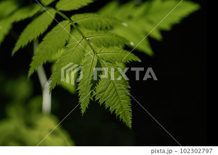 Sorbarium leaf close-up. A perfect background for your purposes. 102302797