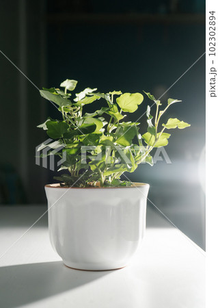 The leaf of the house plant is close. 102302894