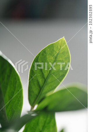 The leaf of the house plant is close. 102302895