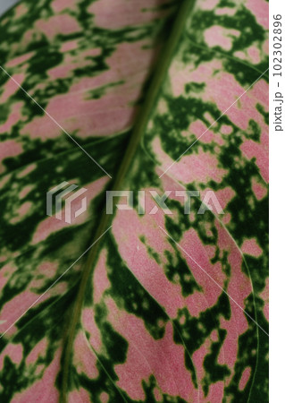 The leaf of the house plant is close. 102302896