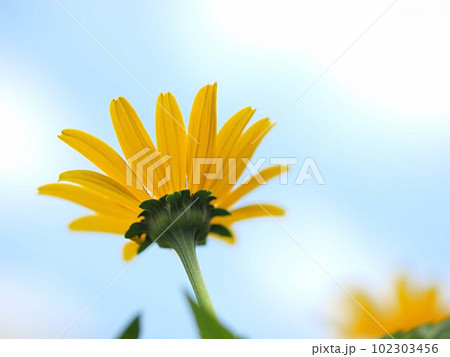 青空とルドベキアの花のアップ 102303456