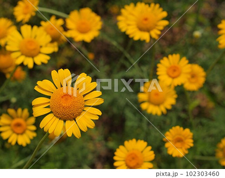 ルドベキアの花の群生 ルドベキアの花の群生 102303460