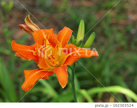 ノカンゾウの花のアップ ノカンゾウの花のアップ 102303524