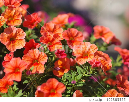 オレンジ色のペチュニアの花の写真素材 [102303525] - PIXTA