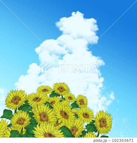 入道雲とひまわりのイラスト素材 102303671