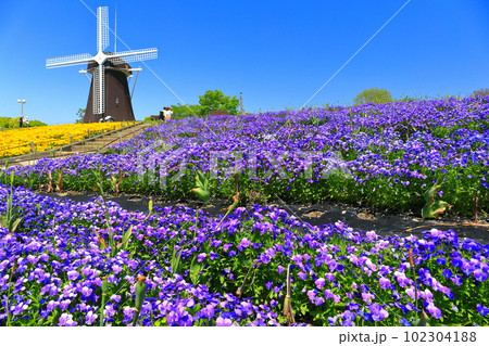 【大阪府】花博記念公園鶴見緑地の風車の丘(ビオラ) 【大阪府】花博記念公園鶴見緑地の風車の丘(ビオラ) 102304188